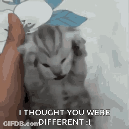 Kitten Saying I Thought You Were Different GIF