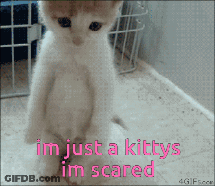 Kitten Saying Im Just A Kitty Im Scared GIF