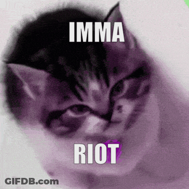 Kitten Saying Imma Riot GIF