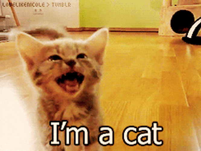 Kitten Saying Its A Cat GIF