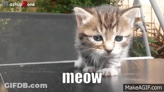 Kitten Saying Meow GIF
