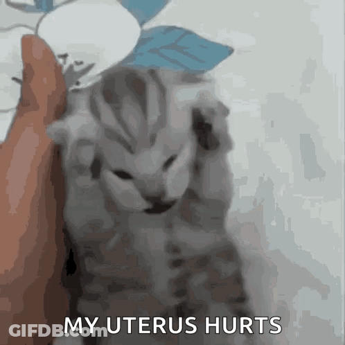 Kitten Saying My Uterus Hurts GIF