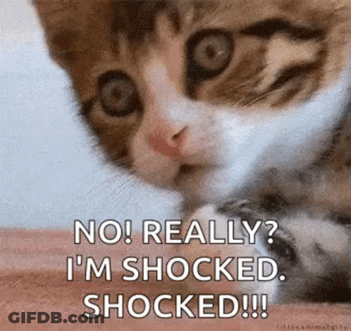 Kitten Shocked GIF