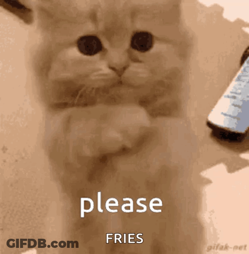 Kitten Sitting Asking For French Fries GIF