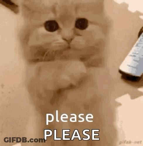 Kitten Sitting Crossed Paws Please Please GIF