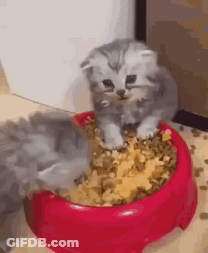 Kitten Sitting In Bowl Of Food GIF
