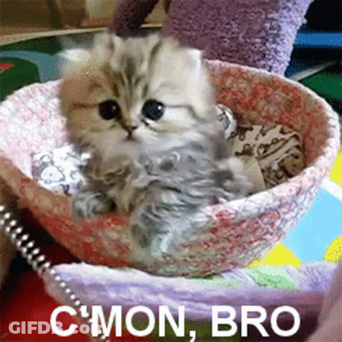 Kitten Sitting In Bowl Saying C Mon Bro GIF