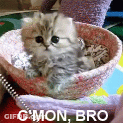 Kitten Sitting In Bowl With Words C Mon Bro GIF