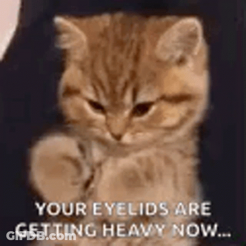 Kitten Sitting In Chair With Caption Your Eyes Are Getting Heavy Now GIF