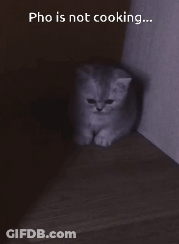 Kitten Sitting In Dark Room Saying Pho Is Not Cooking GIF