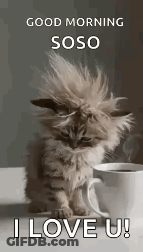 Kitten Sitting Next To Coffee Cup GIF