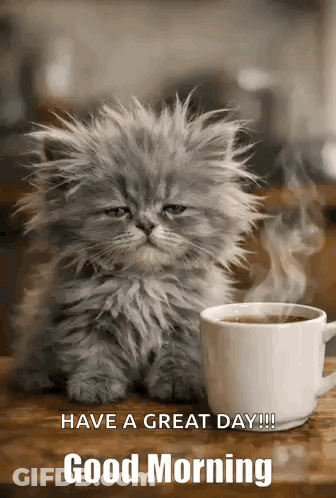Kitten Sitting Next To Coffee Good Morning GIF