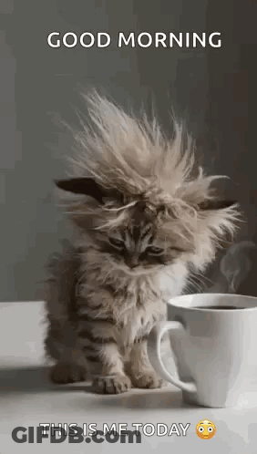 Kitten Sitting Next To Cup Of Coffee GIF