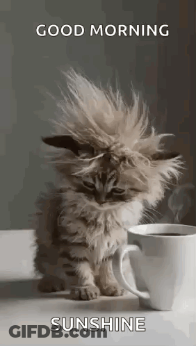 Kitten Sitting Next To Cup Of Coffee GIF