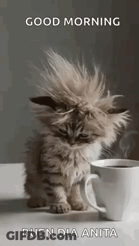 Kitten Sitting Next To Cup Of Coffee GIF