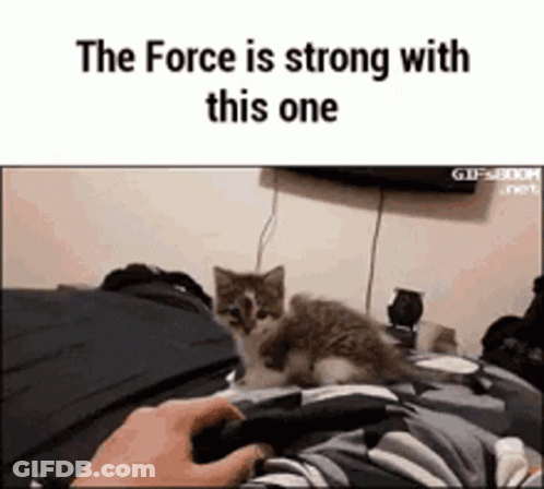 Kitten Sitting On Bed GIF