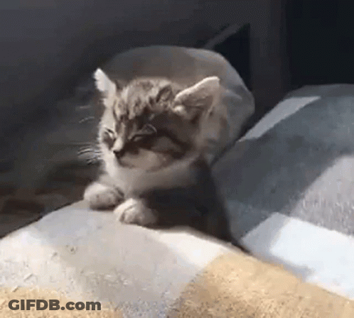 Kitten Sitting On Bed GIF