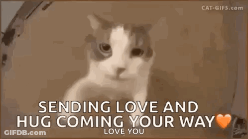 Kitten Sitting On Bed Missing You GIF