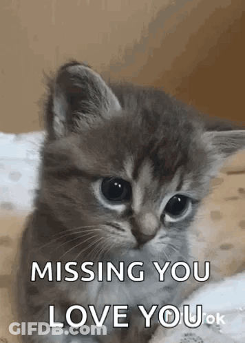 Kitten Sitting On Bed Missing You Love You OK GIF