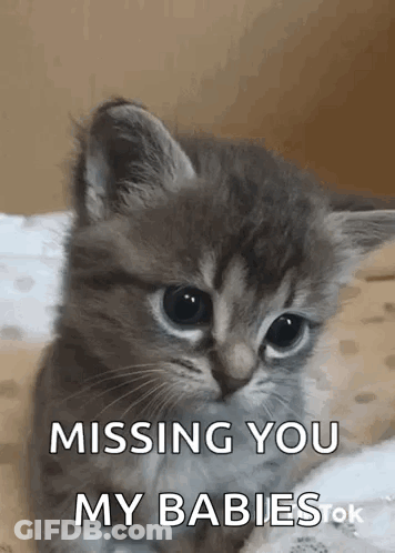 Kitten Sitting On Bed Missing You My Babies GIF