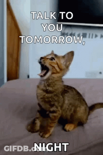 Kitten Sitting On Bed Yelling GIF