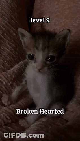 Kitten Sitting On Blanket Level 9 Broken Hearted GIF