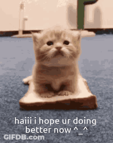 Kitten Sitting On Bread Saying Haaaii I Hope Ur Doing Better Now GIF