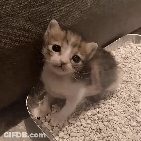 Kitten Sitting On Cat Litter Container GIF