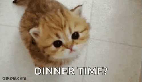Kitten Sitting On Floor Asking Dinner Time GIF