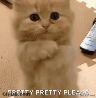Kitten Sitting On Hind Legs With Remote Control GIF