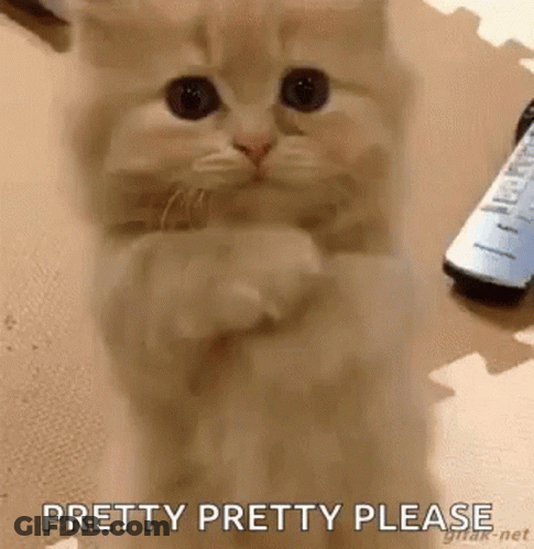 Kitten Sitting On Hind Legs With Remote GIF