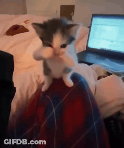 Kitten Sitting On Lap In Front Of Laptop GIF