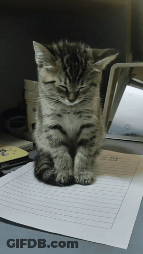 Kitten Sitting On Paper Saying Aa GIF