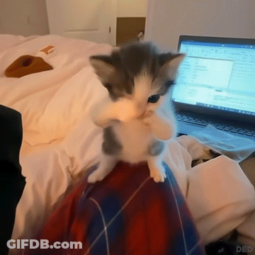 Kitten Sitting On Plaid Blanket With Laptop GIF