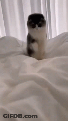 Kitten Sitting On Striped Blanket Looking At Camera GIF