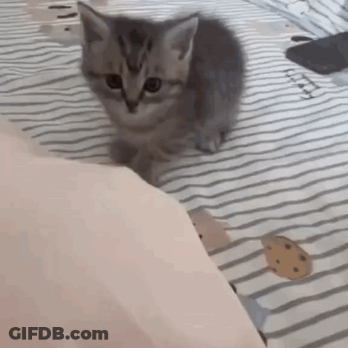 Kitten Sitting On Striped Blanket Looking At Camera GIF