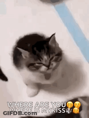 Kitten Sitting On Table Looking At Camera GIF