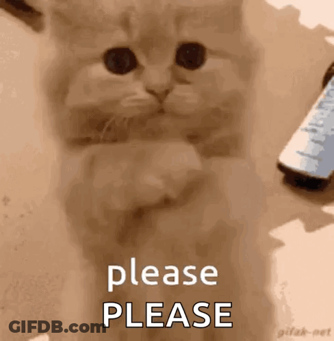 Kitten Sitting On Table GIF