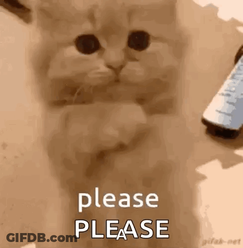 Kitten Sitting On Table Saying Please GIF