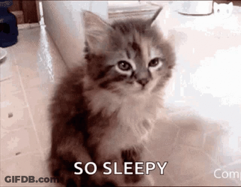 Kitten Sitting Saying So Sleepy GIF