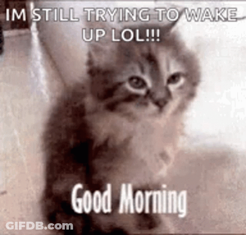 Kitten Sitting With I'm Still Trying To Wake Up LOL GIF