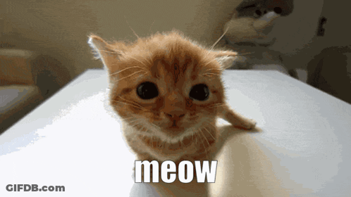 Kitten Sitting With Meow GIF