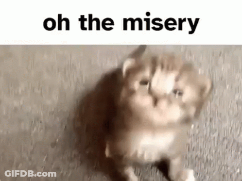 Kitten Sitting With Oh The Misery GIF