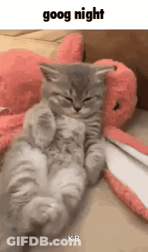 Kitten Sleeping Beside Stuffed Animal GIF