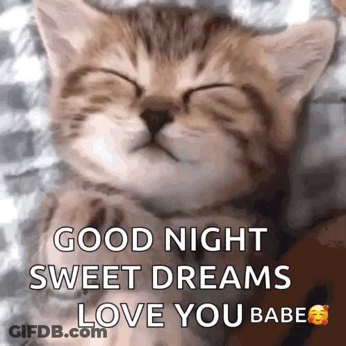 Kitten Sleeping Good Night Sweet Dreams Love You Babe GIF