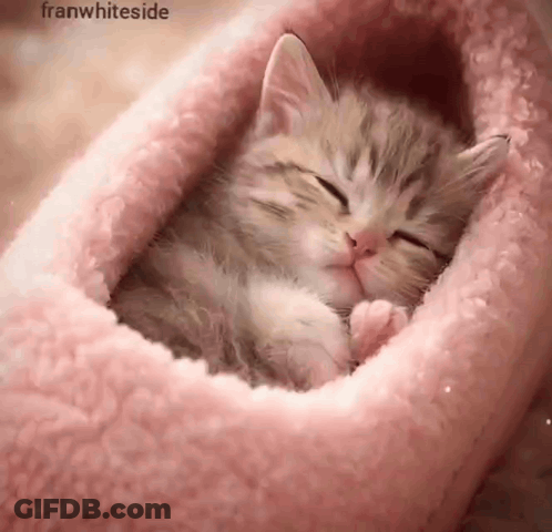 Kitten Sleeping In Pink Blanket Franwhiteside GIF