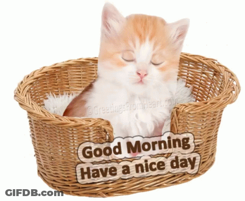 Kitten Sleeping In Wicker Basket Good Morning Have A Nice Day GIF