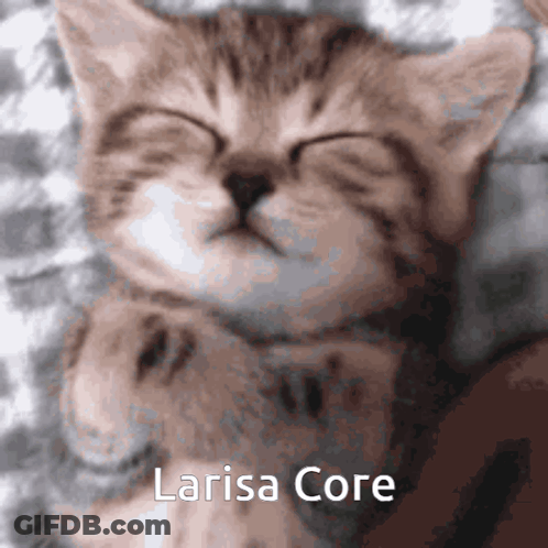 Kitten Sleeping Larisa Core GIF