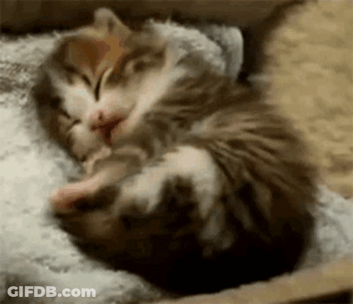 Kitten Sleeping Next To Cat GIF
