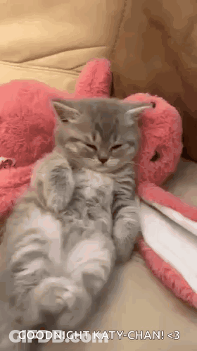 Kitten Sleeping On Its Back Next To Stuffed Animal GIF